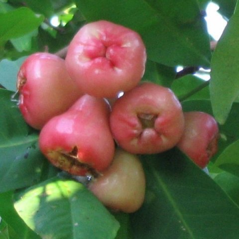 wax_apple_jambu_semarang.jpg